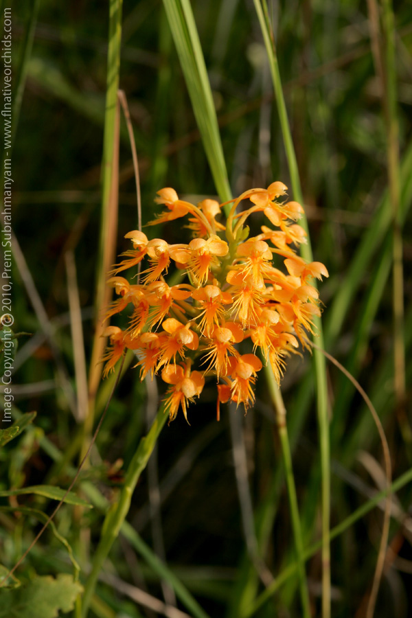 Crested Fringed Orchid (Platanthera cristata)