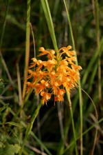 Crested Fringed Orchid (Platanthera cristata)