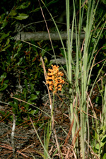 Crested Fringed Orchid (Platanthera cristata)
