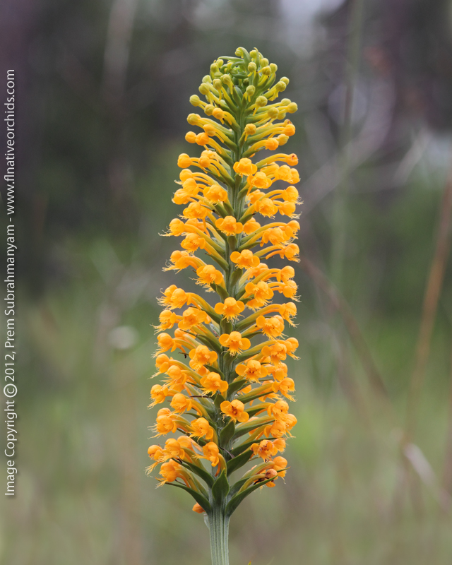 Crested Fringed Orchid (Platanthera cristata) Large Spike