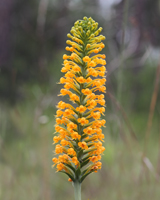 Crested Fringed Orchid (Platanthera cristata) Large Spike