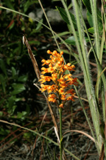 Crested Fringed Orchid (Platanthera cristata)