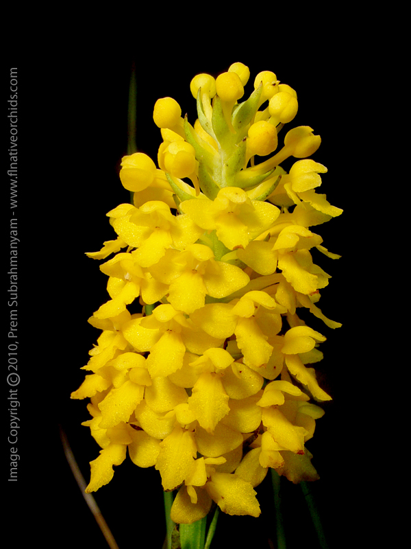 Orange Fringeless Orchid (Platanthera integra) - inflorescence
