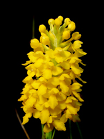 Orange Fringeless Orchid (Platanthera integra) - inflorescence