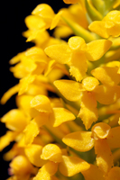 Yellow Fringless Orchid (Platanthera integra) flower closeup.