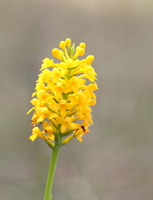 Yellow Fringless Orchid (Platanthera integra) - Inflorescence.