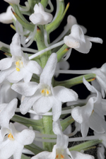 Snowy Orchid (Platanthera nivea)