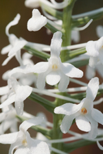 Snowy Orchid (Platanthera nivea) - flower closeup.