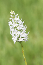 Snowy Orchid, Bog Torch (Platanthera nivea)