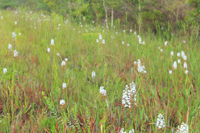 Snowy Orchid (Platanthera nivea) in Situ