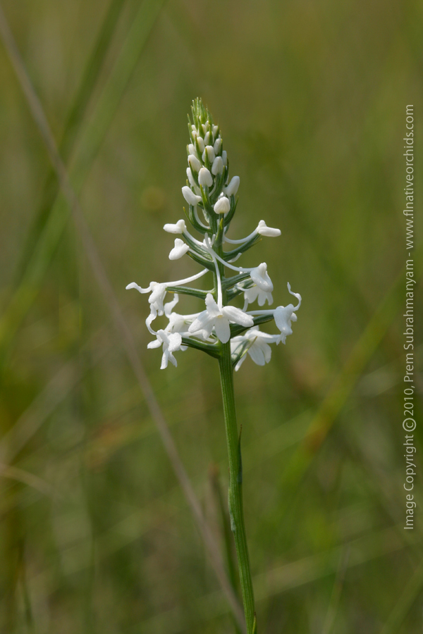 Snowy Orchid (Platanthera nivea) - opening spike