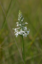 Snowy Orchid (Platanthera nivea) - opening spike