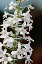 Snowy Orchid (Platanthera nivea) - semi-closeup shot.