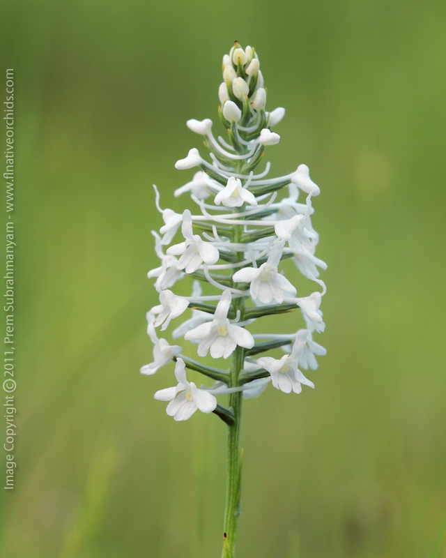Snowy Orchid (Platanthera nivea)