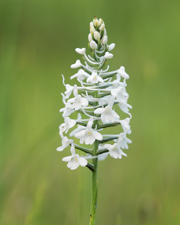Snowy Orchid (Platanthera nivea)