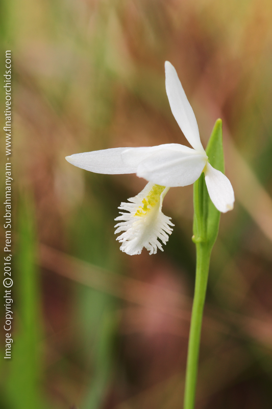 Rose Pogonia/Snakemouth (Pogonia ophioglossoides fma. alba) - white form