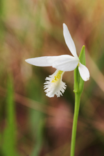 Rose Pogonia/Snakemouth (Pogonia ophioglossoides fma. alba) - white form