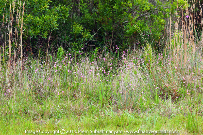 Rose Pogonia/Snakemouth (Pogonia ophioglossoides) - Colony