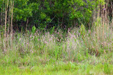 Rose Pogonia/Snakemouth (Pogonia ophioglossoides) - Colony