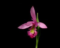 Pogonia ophioglossoides (Rose Pogonia, Snakemouth Orchid) - single flower