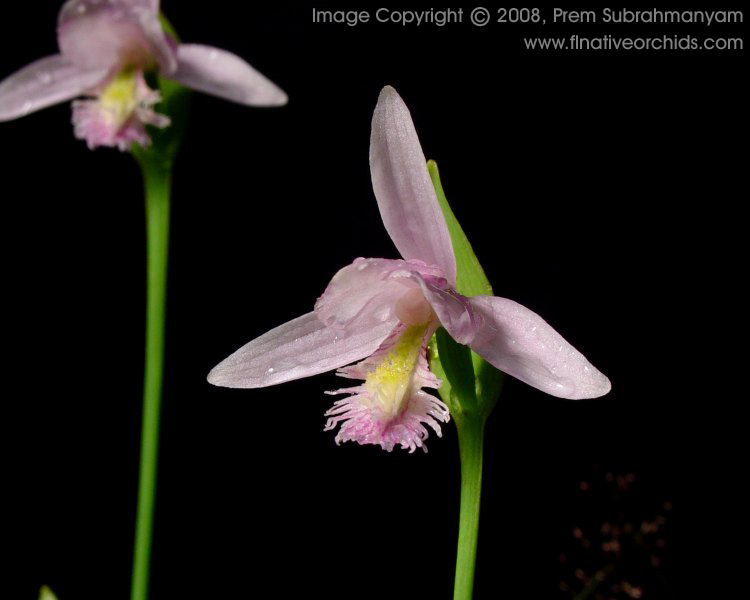 Pogonia ophioglossoides (Rose Pogonia, Snakemouth Orchid)
