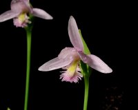 Pogonia ophioglossoides (Rose Pogonia, Snakemouth Orchid)