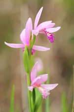 Rose Pogonia/Snakemouth (Pogonia ophioglossoides) - Three-flowered plant