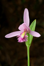 Pogonia ophioglossoides (Rose Pogonia Orchid) - Medium Pink Flower