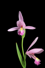 Pogonia ophioglossoides (Rose Pogonia Orchid) - Double Flower