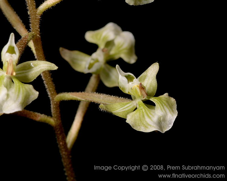 Shadow Witch Orchid (Ponthieva racemosa) - flower closeup