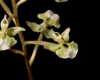 Shadow Witch Orchid (Ponthieva racemosa) - flower closeup