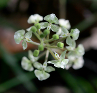 Shadow Witch Orchid (Ponthieva racemosa) - flower spike
