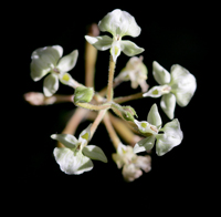 Shadow Witch Orchid (Ponthieva racemosa) - flower spike