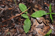 Shadow Witch Orchid (Ponthieva racemosa) - plant