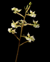 Shadow Witch Orchid (Ponthieva racemosa) - flower spike