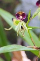 Clamshell Orchid (Prosthechea cochleata) - Flower