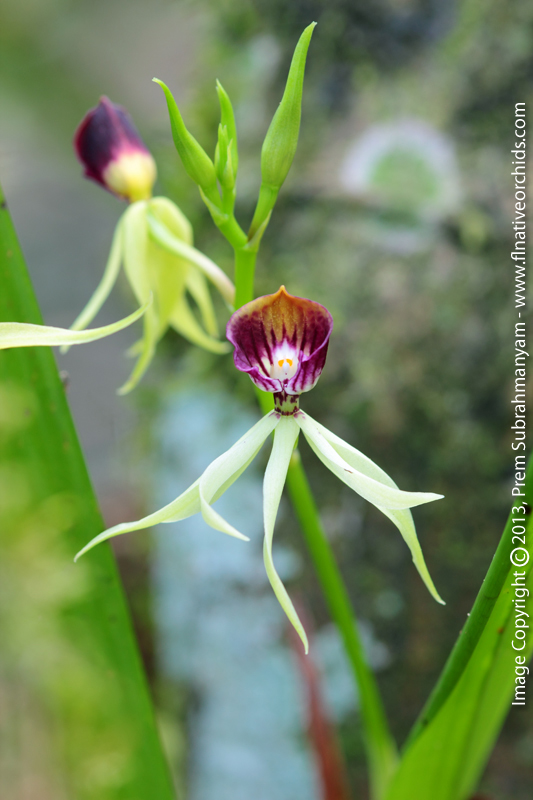 Clamshell Orchid (Prosthechea cochleata var. triandra) - Flower