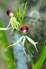 Clamshell Orchid (Prosthechea cochleata var. triandra) - Flower