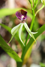 Clamshell Orchid (Prosthechea cochleata var. triandra) - Flower