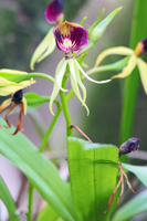 Clamshell Orchid (Prosthechea cochleata) - Flower