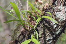 Clamshell Orchid (Prosthechea cochleata var. triandra) - Plant