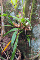 Clamshell Orchid (Prosthechea cochleata) - Entire Plant