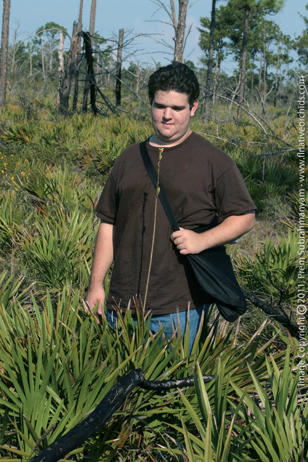 Giant Orchid (Pteroglossaspis ecristata) - Exeptionally tall plant.