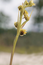 Giant Orchid (Pteroglossaspis ecristata) - Flowering spike.