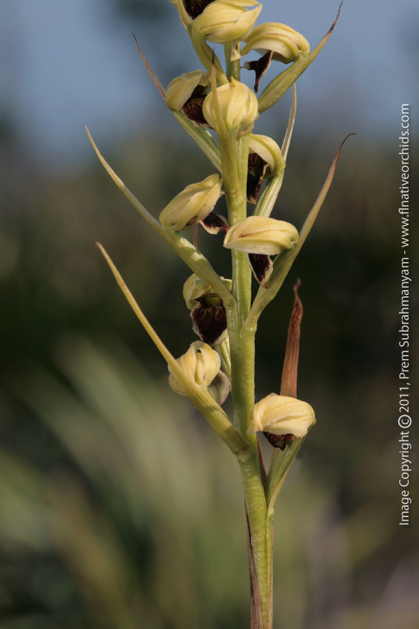 Giant Orchid (Pteroglossaspis ecristata) - Flower stem.