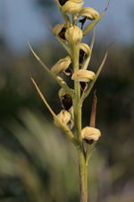 Giant Orchid (Pteroglossaspis ecristata) - Flower stem.