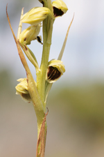 Giant Orchid (Pteroglossaspis ecristata) - Flower closeup.