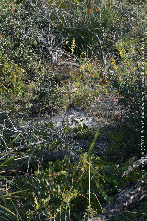Giant Orchid (Pteroglossaspis ecristata) - Plant in situ.