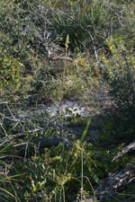 Giant Orchid (Pteroglossaspis ecristata) - Plant in situ.
