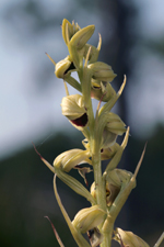 Giant Orchid (Pteroglossaspis ecristata) - Flowering stem.